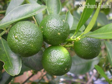 calamansi scientific name|Kalamansi / Citrus microcarpa / Chinese orange / .